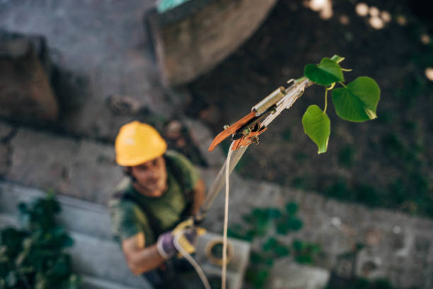 How Our Tree Care Process Works  in Buchanan, VA